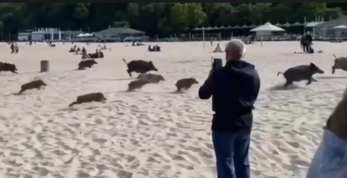 Dziki zrobiły sobie rajd po plaży w Gdyni. Biegały między plażowiczami. Zdjęcie główne wpisu