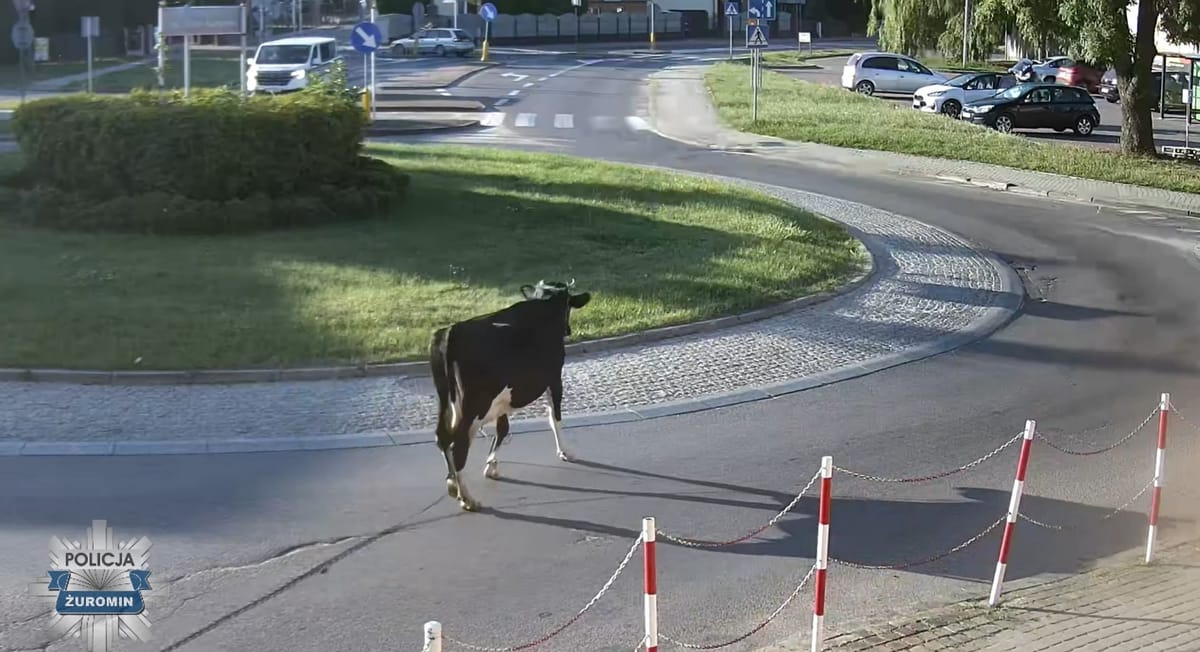 Sama wyszła na miasto i ruszyła na zwiedzanie. Krowa zafundowała właścicielowi spotkanie z sądem Zdjęcie główne wpisu