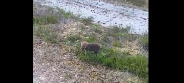 Nagranie z gryfickiego lasu chwyta za serce. Młody wilczek przywołuje swoją mamę Zdjęcie główne wpisu
