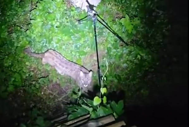 Puma w lesie w Zachodniopomorskim. Leśnik nagrał zwierzę z ambony. Tak wyglądało ich spotkanie. Zdjęcie główne wpisu