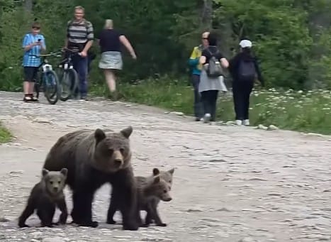 Nagranie rodziny niedźwiedzi na popularnym tatrzańskim szlaku. Apel do turystów o ostrożność Zdjęcie główne wpisu
