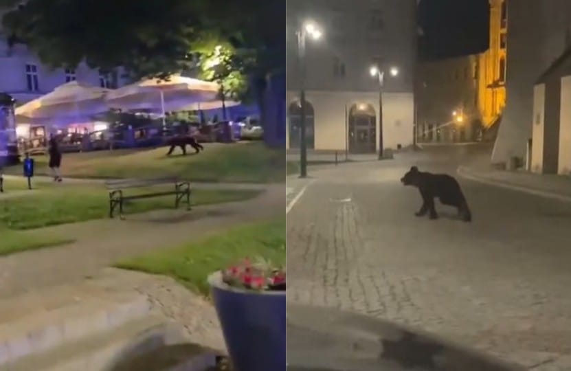 Niedźwiedź w centrum Przemyśla. Pełna mobilizacja służb, w sieci pojawiły się nagrania Zdjęcie główne wpisu
