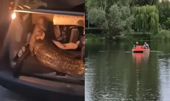 Znamy koniec historii suma z jeziorka Balaton. Jest "happy end" Zdjęcie wpisu