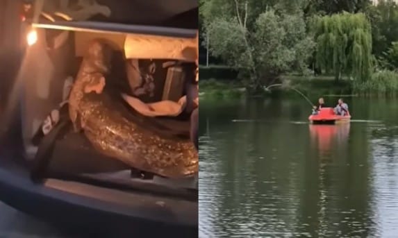 Ukraińcy wyłowili w okresie ochronnym legendarnego suma w Warszawie, żywego zapakowali do bagażnika i wywieźli Zdjęcie wpisu