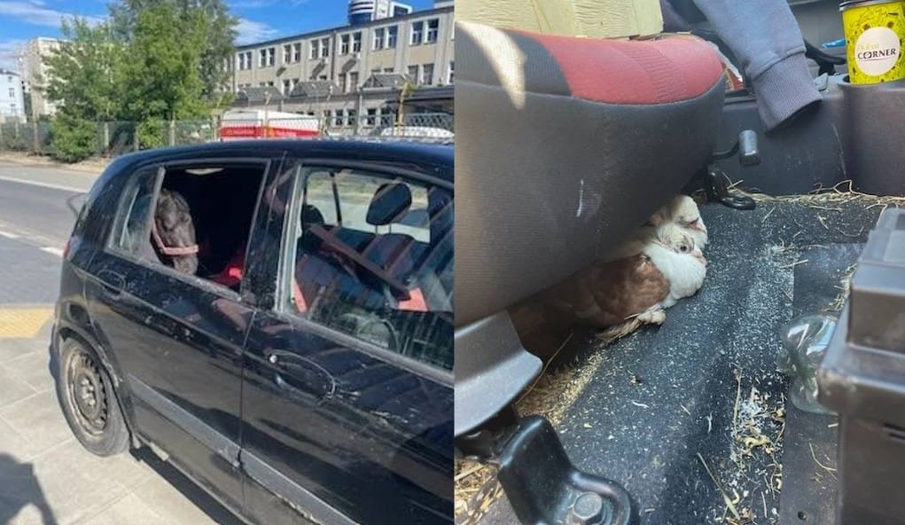 Kucyk i dwa gołębie zamknięte w aucie w Warszawie. Właściciel zwierząt zatrzymany przez policję Zdjęcie wpisu