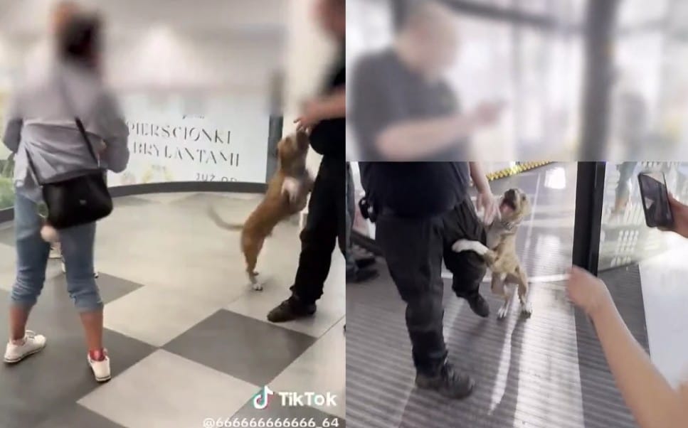 „Bierz go!" W galerii Młociny kobieta szczuła psem na klientów. Ponoć wcześniej pies pogryzł dziecko Zdjęcie wpisu