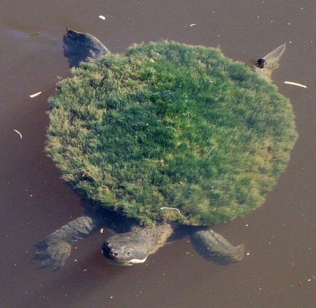 Skorupa żółwią porośnięta mchem