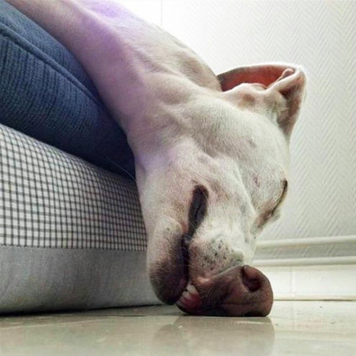Psi nos jest bardzo giętki