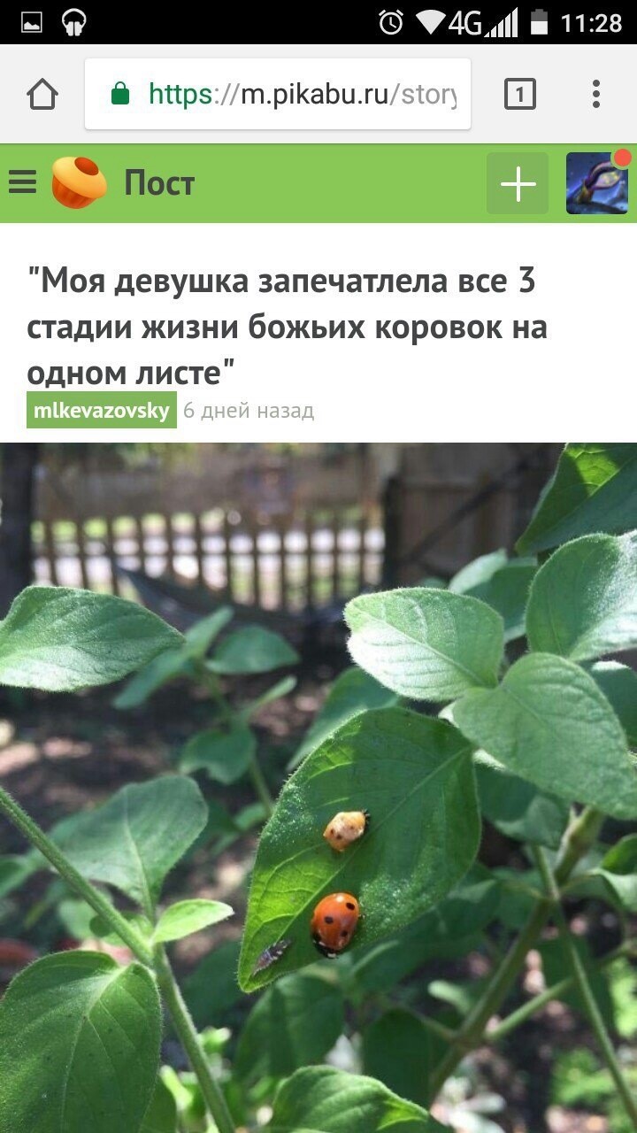 14. Trzy stadia życia biedronki na jednym liściu