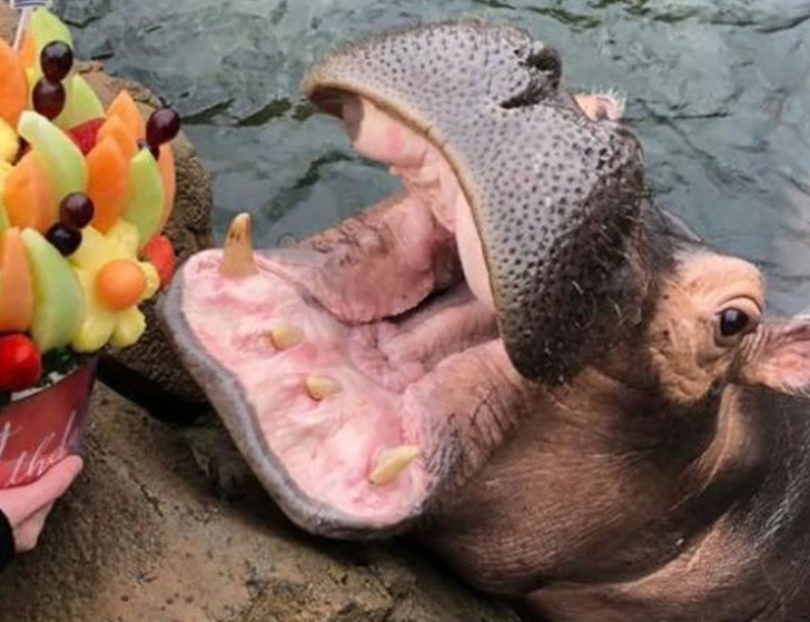 13. Hipopotamica Fiona otrzymała prezent na urodziny.