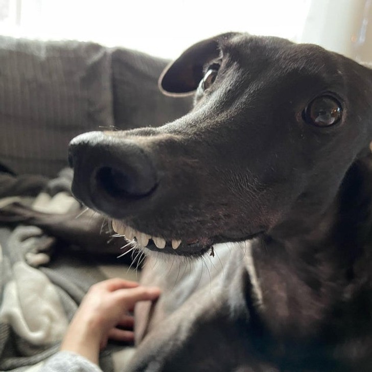 1. "Mój greyhound Dash - ultra głuptas"