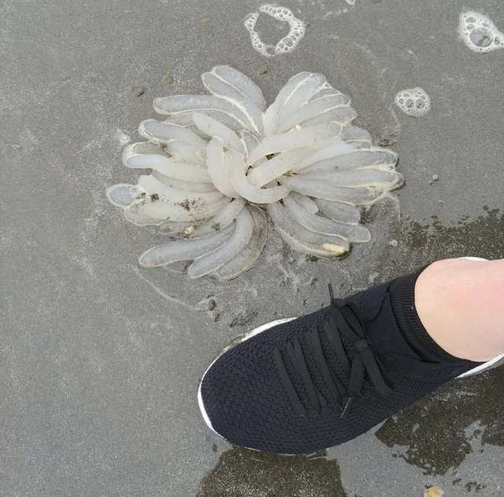 9. „Zauważyłem to na plaży. Nigdy nie widziałem czegoś podobnego.”
