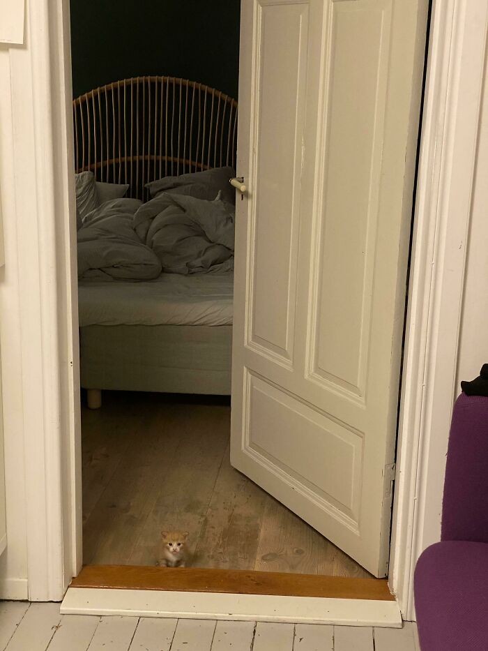 #14 Stare zdjęcie mojego kota. Potrafisz ją znaleźć?