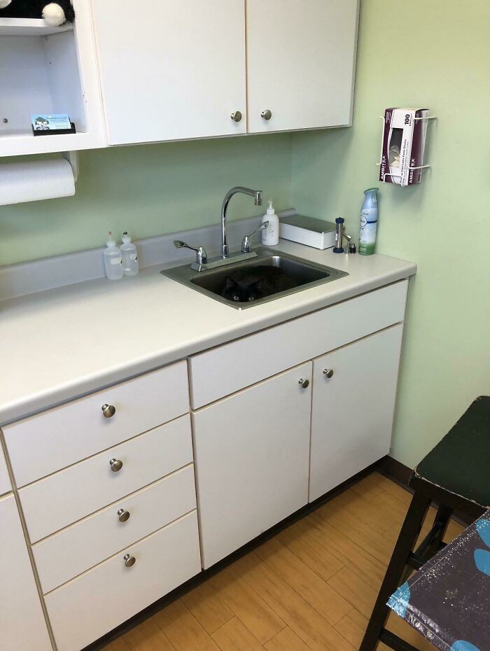 #10 Weterynarz: „Chwila, kot tu w ogóle jest, prawda?”