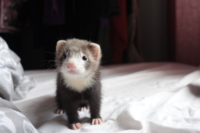 #6 Chyba to jedyny raz, kiedy stanęła spokojnie, żebym mógł zrobić zdjęcie. Mała Socks