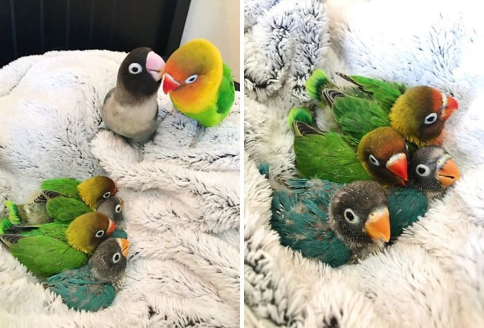 #9 Pamiętacie Kiwi i jego gotycką dziewczynę? Cóż, teraz jest jego gotycką żoną, a mają razem 4 piękne, na pół „gotyckie” dzieci.