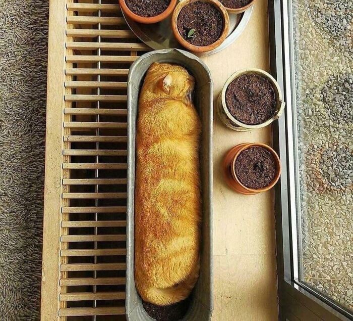 #5 Ogrodnictwo pojemnikowe w praktyce