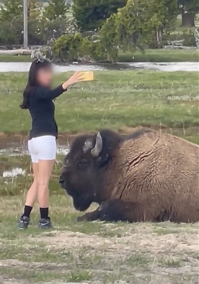#8 Kobieta robiąca selfie podchodzi zbyt blisko bizony w Yellowstone