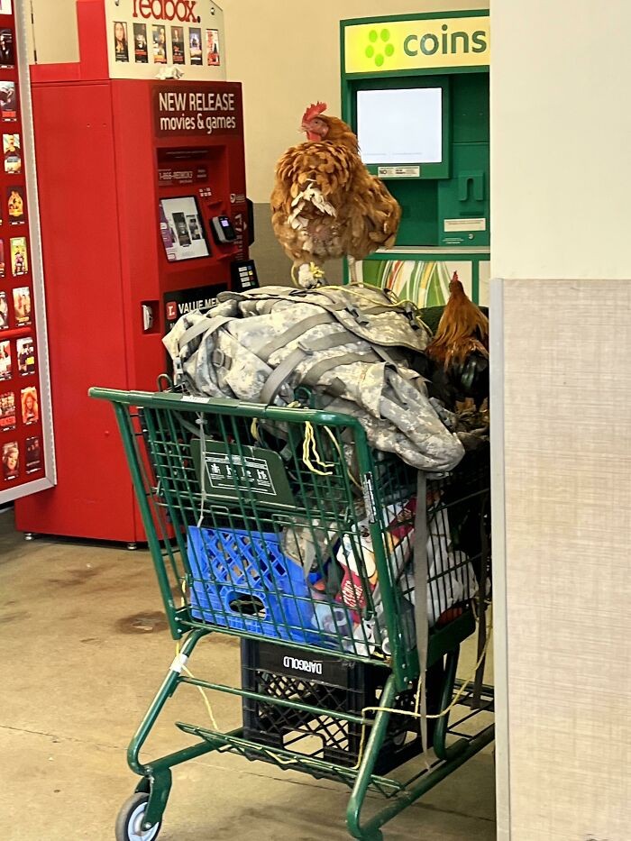 Kury domowe w koszyku przy drzwiach wejściowych