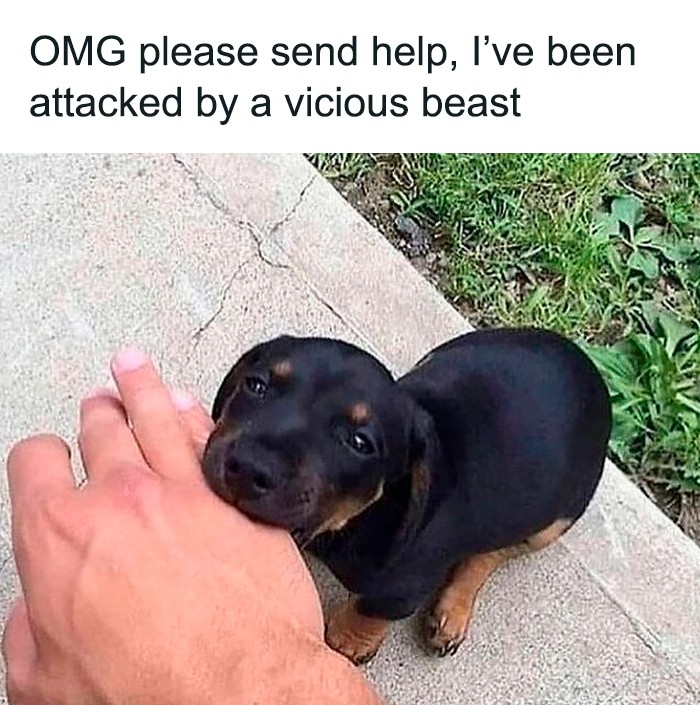 O mój Boże, proszę, wyślijcie pomoc — zostałem zaatakowany przez okrutną bestię.