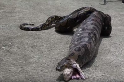 Pyton wdarł się do domu i pożarł jednego z domowników! Tylko dla ludzi o mocnych nerwach!