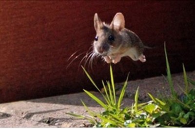 Zrobili te zdjęcia w idealnym momencie! Nie mam pojęcia jak udało im się uchwycić nr 6!