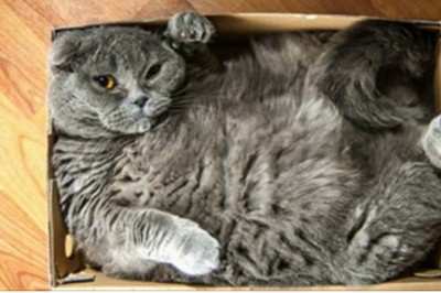 16 kotów które nie chcą zaakceptować tego, że pudełko jest za małe! 7 wygląda jak z gumy! 