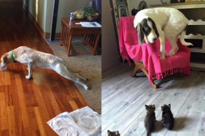 17 psów które boją się irracjonalnych rzeczy! Będziesz się śmiała na głos gdy zobaczysz co je przeraża! 