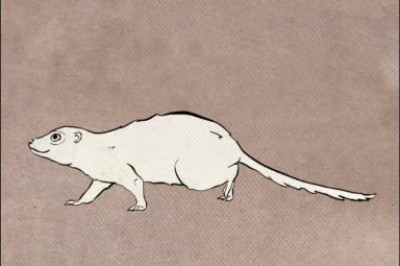 550 mln lat ewolucji w półtora minuty. Dla chętnych w 30 metrowej książce.