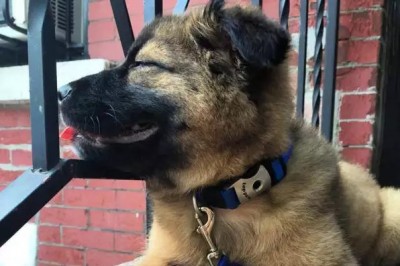 9 rzeczy które musisz siedzieć o szczeniakach zanim kupisz jednego! 