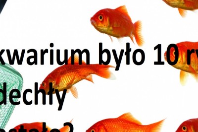 90% ludzie odpowiada błędnie na tą zagadkę! Sprawdź swoje myślenie abstrakcyjne! 