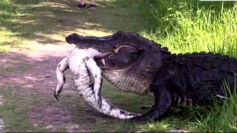 Brutalne oblicze natury! Olbrzymi aligator pożera mniejszego aligatora upolowanego w bagnie!
