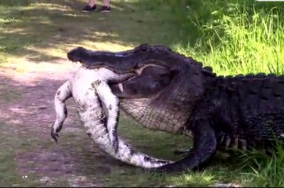 Brutalne oblicze natury! Olbrzymi aligator pożera mniejszego aligatora upolowanego w bagnie! 
