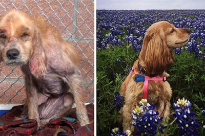 Były na skraju śmierci ale stał się cud! Porzucone psy znalazły nowy dom i wyglądają Tak!