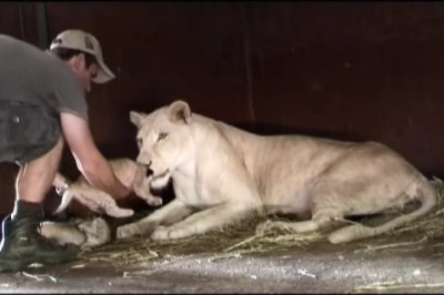Chciał podnieść jej nowo narodzonego kociaka! Niezwykła reakcja lwicy sprawiła, że zaniemówiłam! 