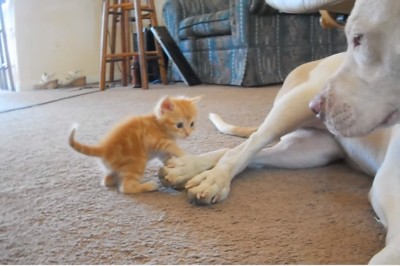 Ciekawski kotek zaczepiał wielkiego pitbula! Reakcja psa chwyta za serce! 