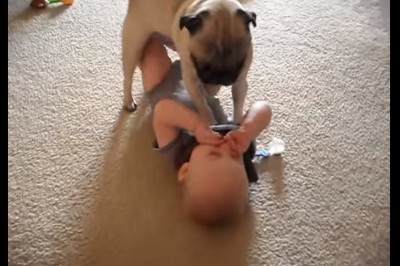 Ciekawski mops podszedł do maluszka leżącego na podłodze! Zobacz reakcję dziecka gdy nadepnął go na brzuszek! 