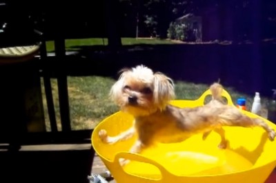 Człowiek daj mi spokój! Te psy naprawdę nie mają zamiaru dać się wykąpać! 