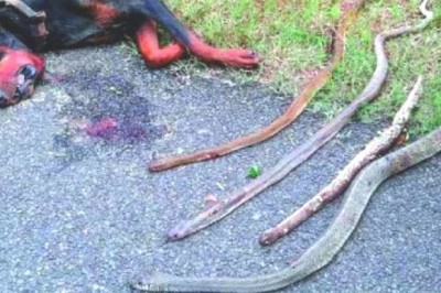 Doberman poświęcił życie walcząc z czterema wężami kobra żeby obronić swoją ludzką rodzinę! Bohater!