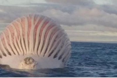 Dostrzegli dziwny kształt dryfujący na środku oceanu! Gdy podpłynęli bliżej nie mogli uwierzyć co widzą!