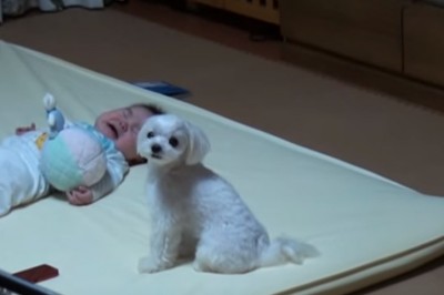 Dziecko nie przestawało głośno płakać! Ale zaczekaj aż zobaczysz co zrobił ten pies! 