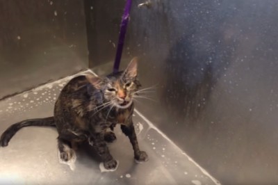 Dziewczyna wsadziła kota pod prysznic, Kiedy usłyszałam jego reakcje nie mogłam uwierzyć. 