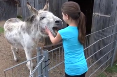 Dziewczynka podeszłą od osiołka powiedzieć mu cześć! Odpowiedź zwierzęcia... nie byłam na to gotowa! 