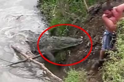 Ekstremalne ataki zwierząt na ludzi! Nie wszyscy jak widać wiedzą do czego są zdolne!