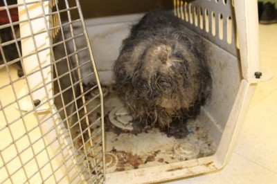 Gdy ją znaleźli to w sierści miała gniazda karaluchów! Jego przemiana chwyta za serce! 