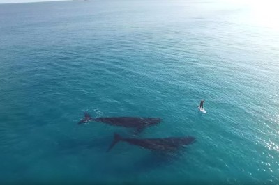 Gdy wypływał na ocean swoja deską na pewno nie spodziewał się tego spotkania! Szcześciarz! 