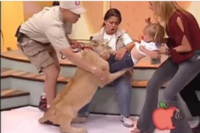 Głupota przyczyną tragedii w telewizji śniadaniowej! Lew rzuca się na płaczące dziecko reporterki!