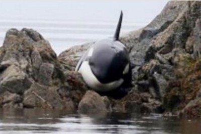 Idąc plażą usłyszeli dziwny płacz z przybrzeżnych skał! Zobacz niezwykłą akcję ratunkową wielkiej orki! 