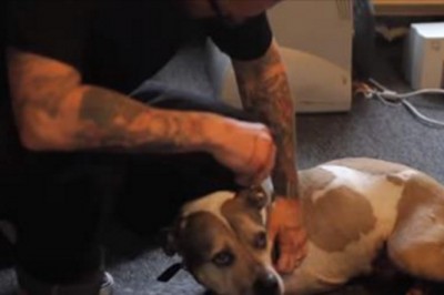 Jego pies umierał na raka! Postanowił pożegnać wiernego przyjaciela w niesamowity sposób!