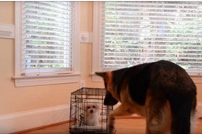 Jej szczeniak ciągle uciekał z klatki więc ustawiła kamerę! Nie mogłam uwierzyć co zobaczyłam na filmie!